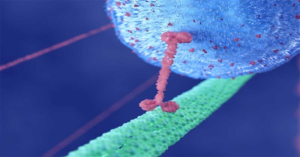 3D protein structure analysis