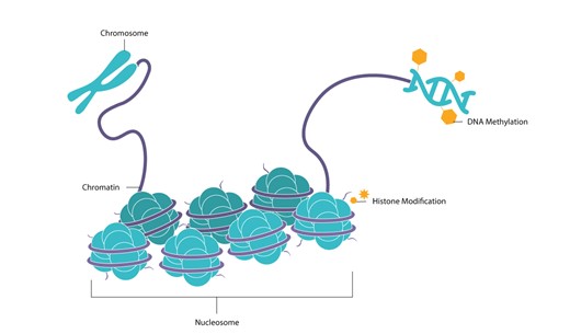 DNA Methylation-1