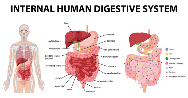 Human digestive system