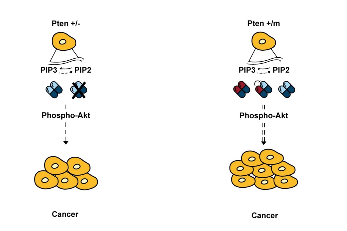 Phosphatase and Tensin Homolog (PTEN)
