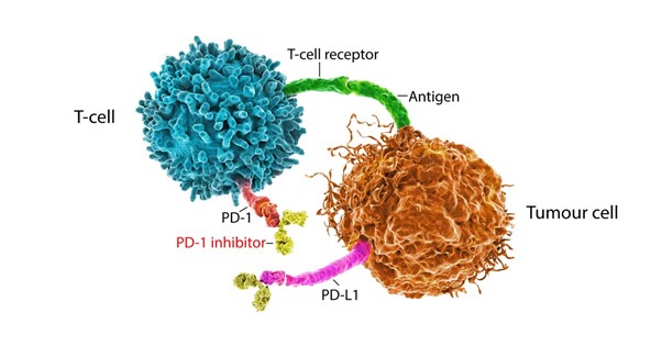 Role of PD1 in tumor protection